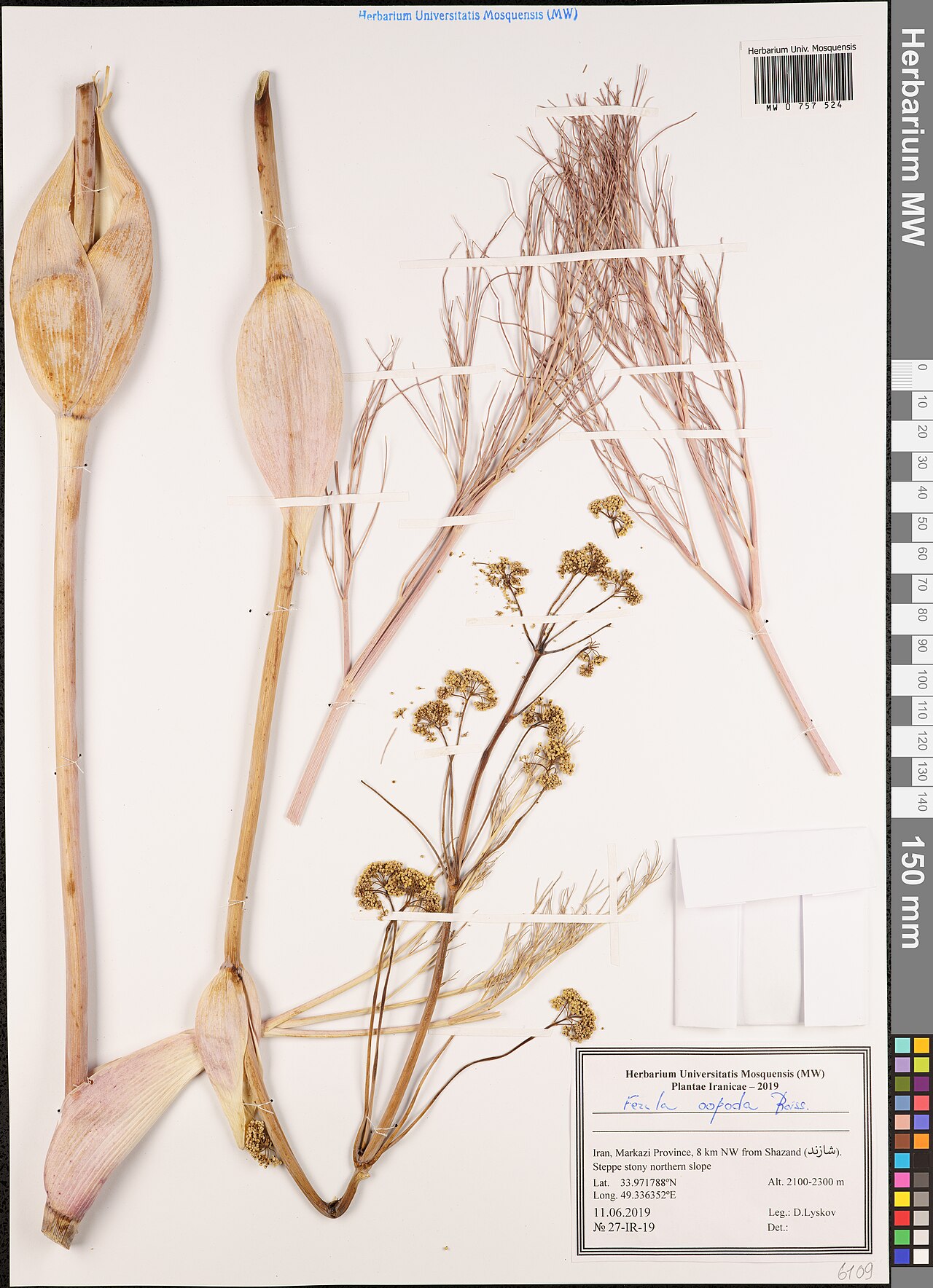 Ferula oopoda: Ferula oopoda — Herbarium specimen from Iran. Collected by D. Lyskov (2019-06-11). Recorded in GBIF occurrence 3004108371 .