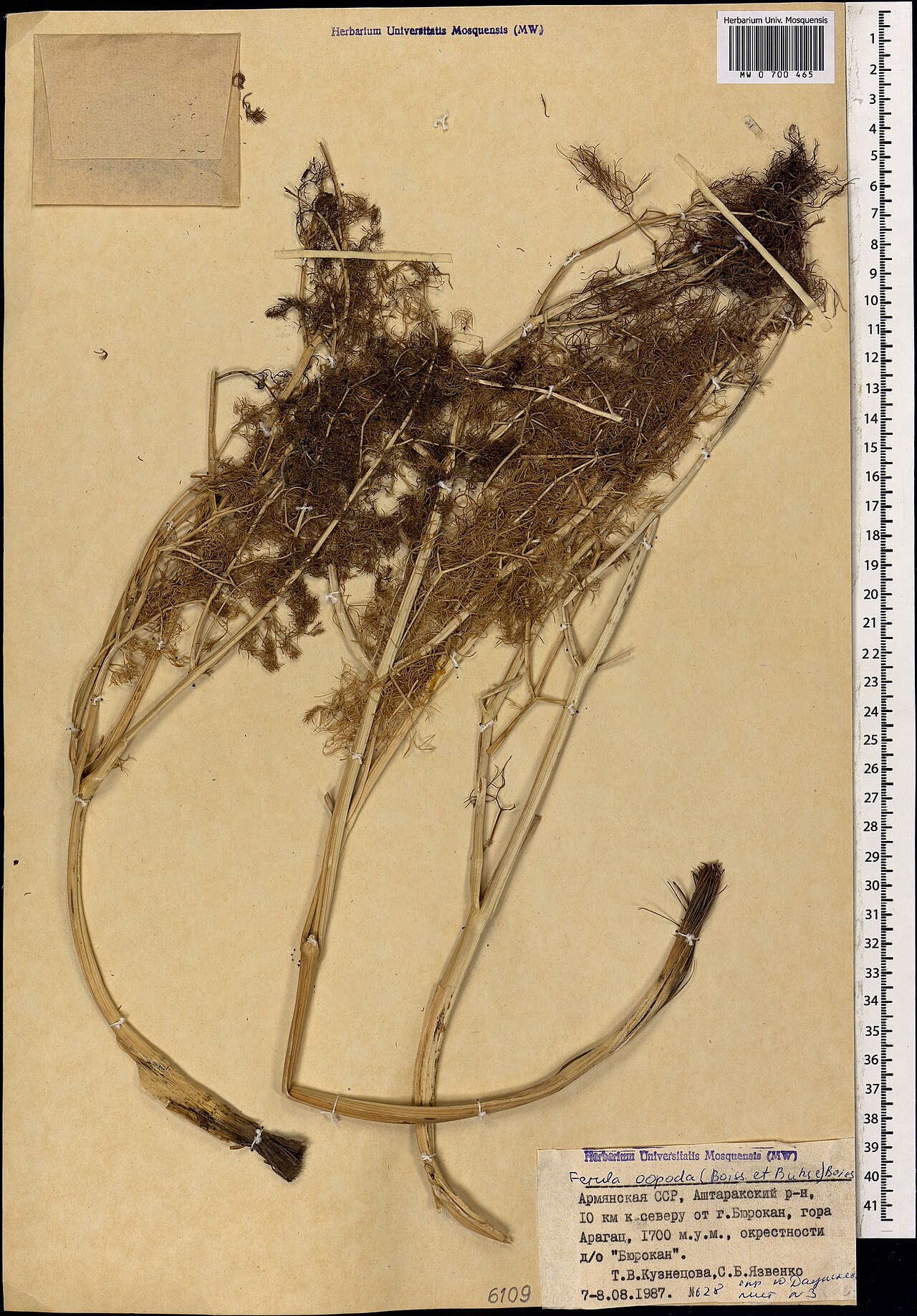 Ferula oopoda: Ferula oopoda — Herbarium specimen from Армения, Аштаракский р-н, 10 км к северу от г. Бюракан, гора Арагац, окрестности д/о "Бюрокан"., Armenia. Collected by T