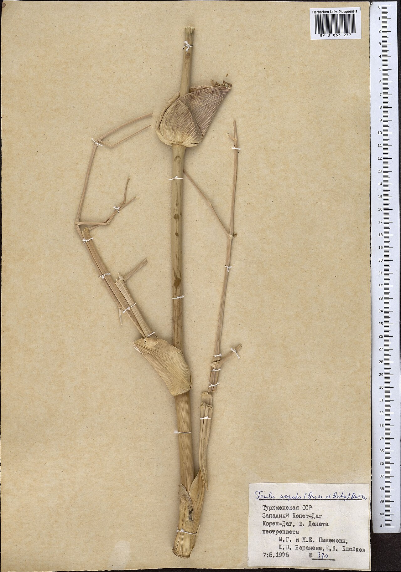 Ferula oopoda: Ferula oopoda — Herbarium specimen from Turkmenistan. Collected by Pimenov M. G. (1975-05-07). Recorded in GBIF occurrence 1799034995 .