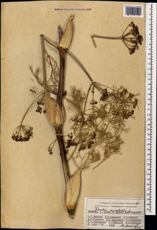 Ferula orientalis: Spécimen d'herbier de Ferula orientalis . Collecté en Arménie