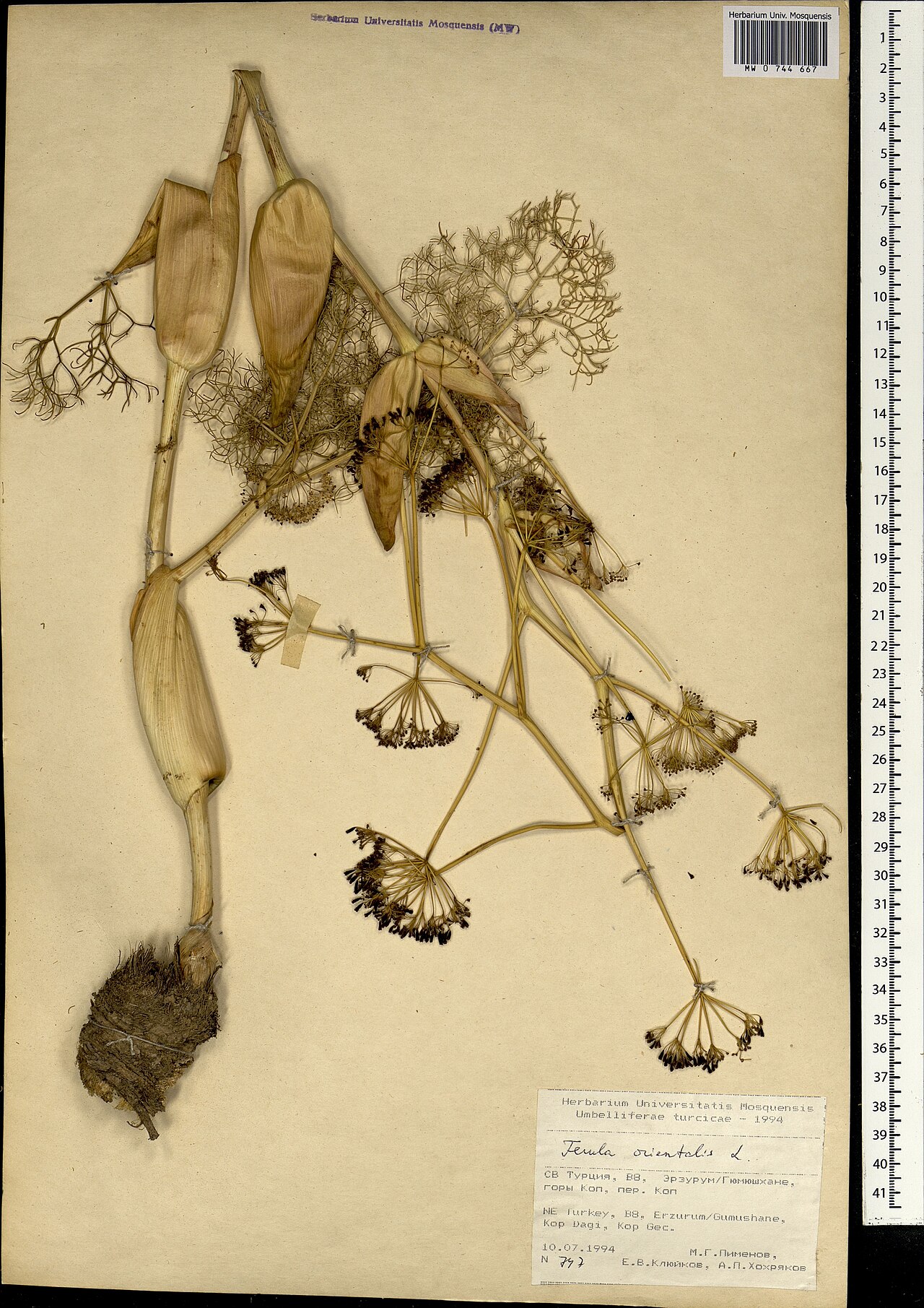 Ferula orientalis: Ferula orientalis — Herbarium specimen from Türkiye. Collected by Pimenov M. G. (1994-07-10). Recorded in GBIF occurrence 1697862063 .