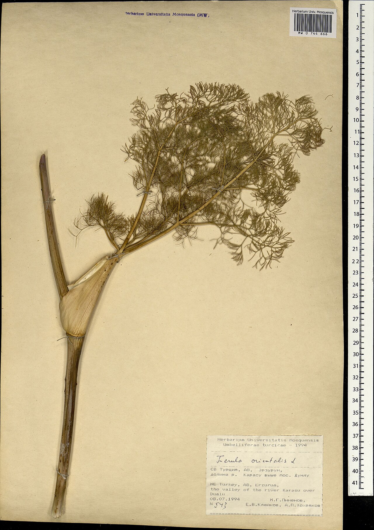 Ferula orientalis: Ferula orientalis — Herbarium specimen from Türkiye. Collected by Pimenov M. G. (1994-07-08). Recorded in GBIF occurrence 1697862022 .