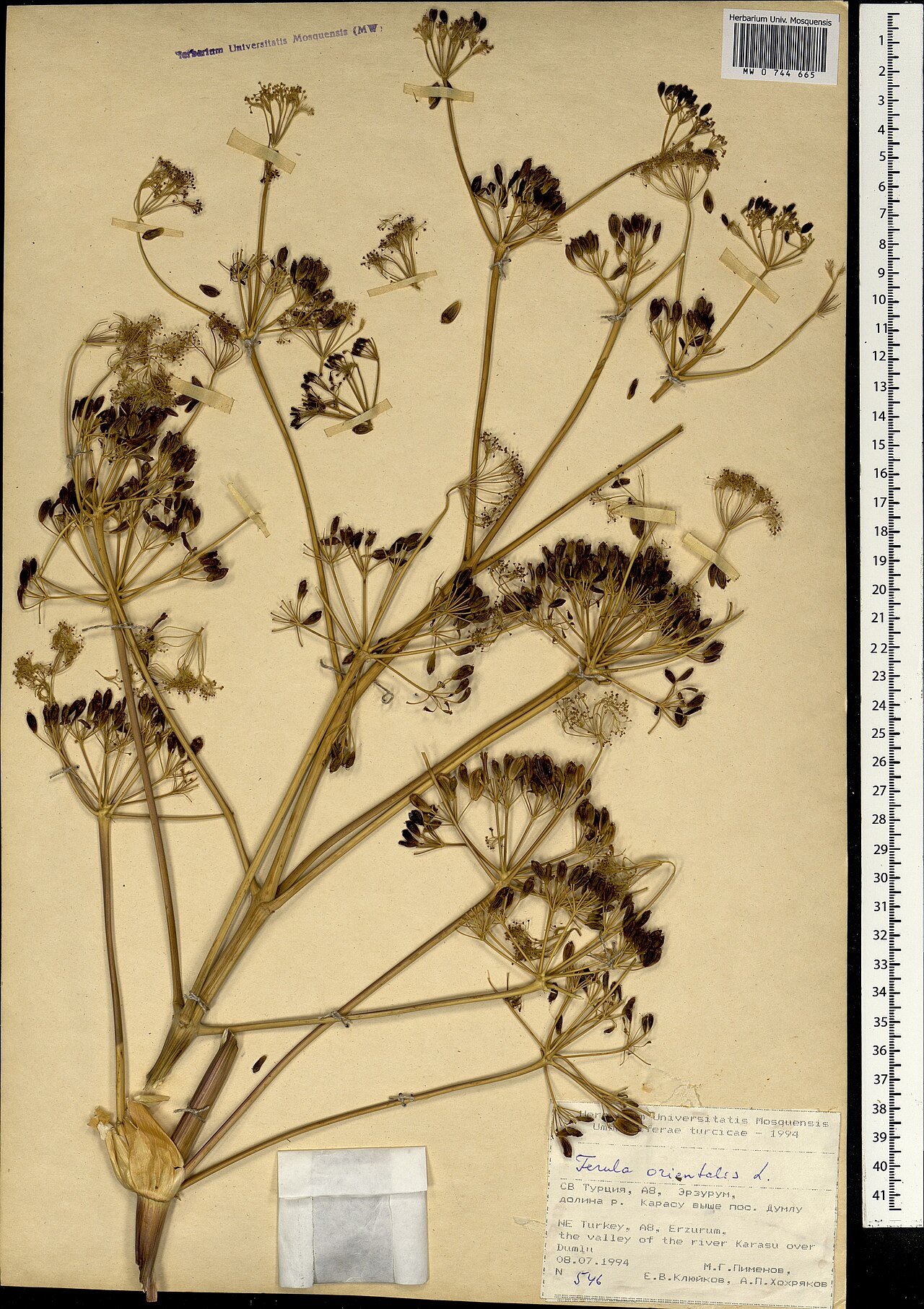 Ferula orientalis: Ferula orientalis — Herbarium specimen from Türkiye. Collected by Pimenov M. G. (1994-07-08). Recorded in GBIF occurrence 1697862060 .