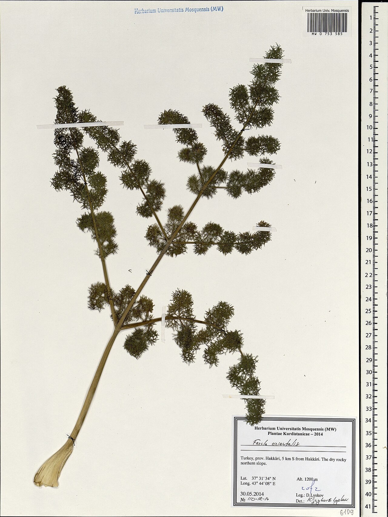 Ferula orientalis: Ferula orientalis — Herbarium specimen from Türkiye. Collected by Lyskov D. (2014-05-30). Recorded in GBIF occurrence 1697870970 .