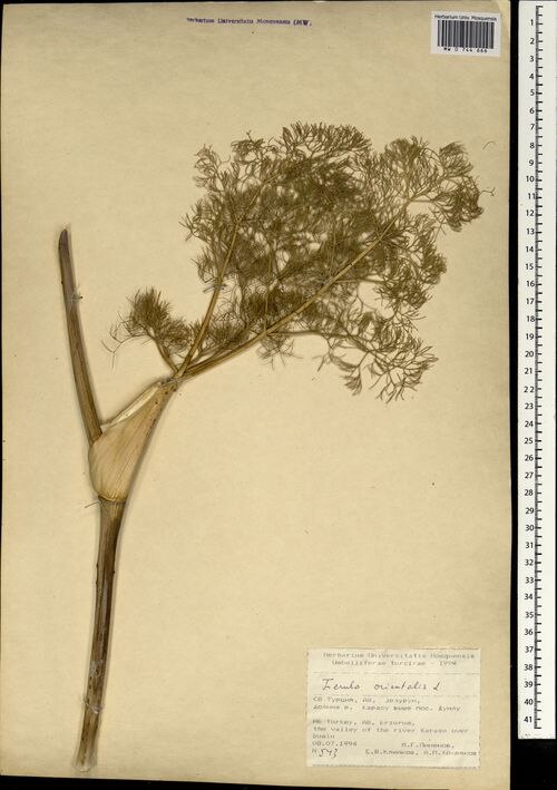 Ferula orientalis: Spécimen d'herbier de Ferula orientalis (feuille). Collecté en Turquie.