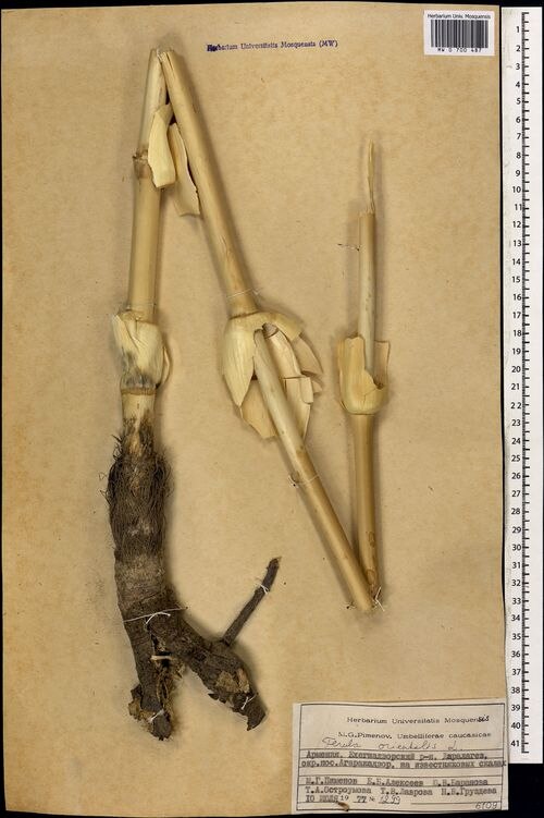 Ferula orientalis: Spécimen d'herbier de Ferula orientalis (tige). Collecté en Arménie.