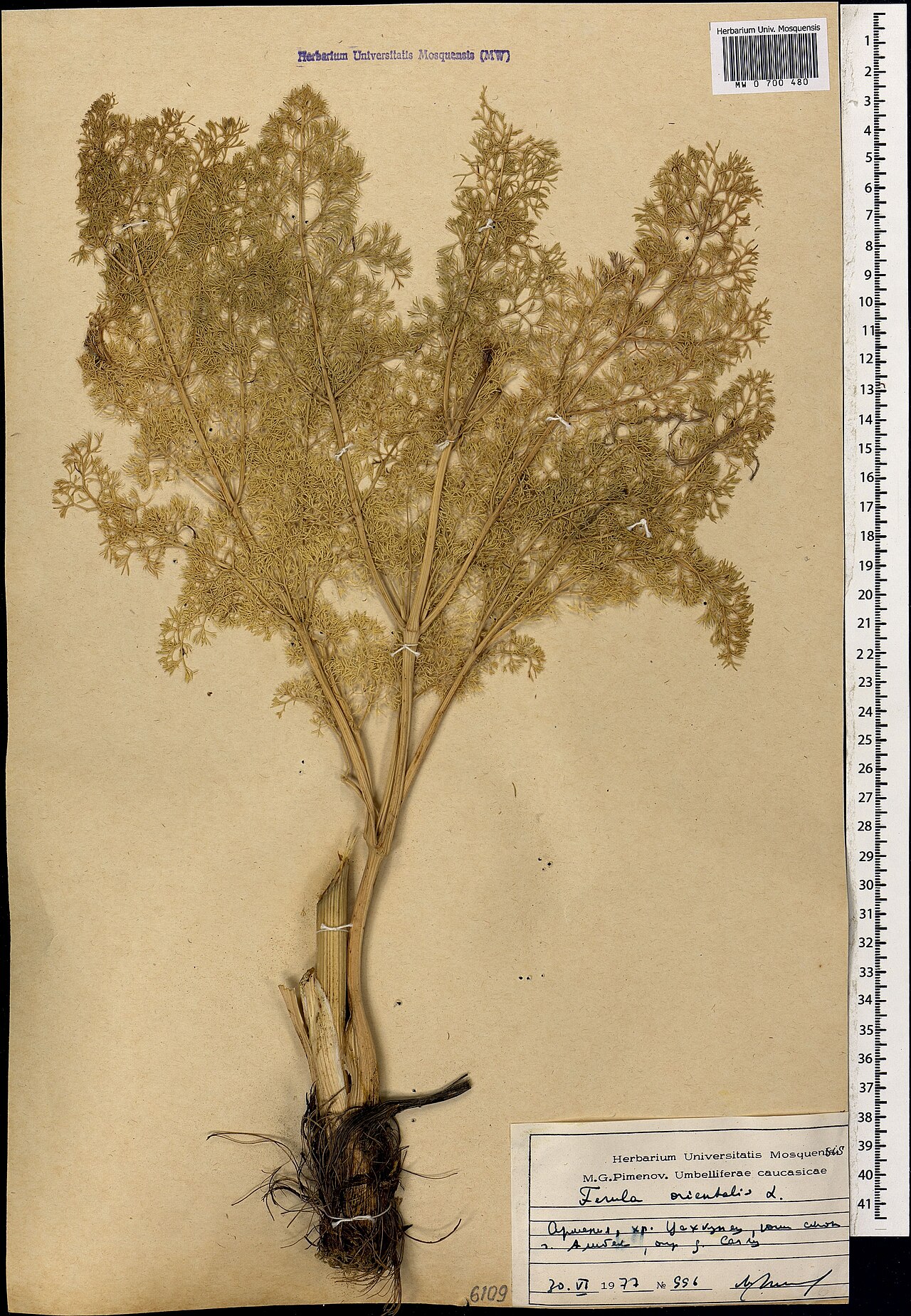 Ferula orientalis: Ferula orientalis — Herbarium specimen from Армения, хр. Цехкуняц, юж. склон г. Алибек, окр. д. Саглу., Armenia. Collected by M. Pimenov (1977-06-30). Recorded