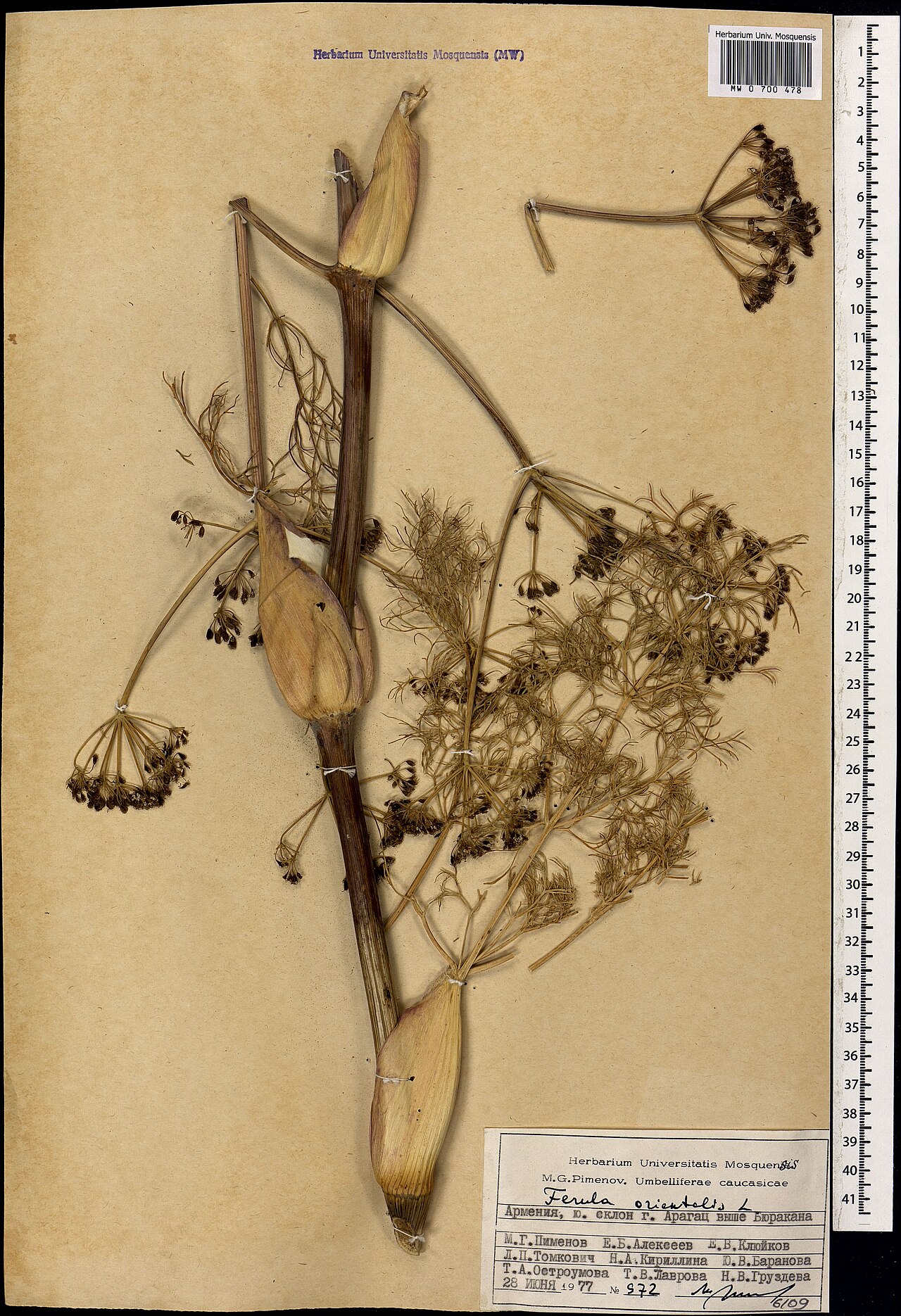 Ferula orientalis: Ferula orientalis — Herbarium specimen from Armenia. Collected by Pimenov M. G. (1977-06-28). Recorded in GBIF occurrence 1697817925 .