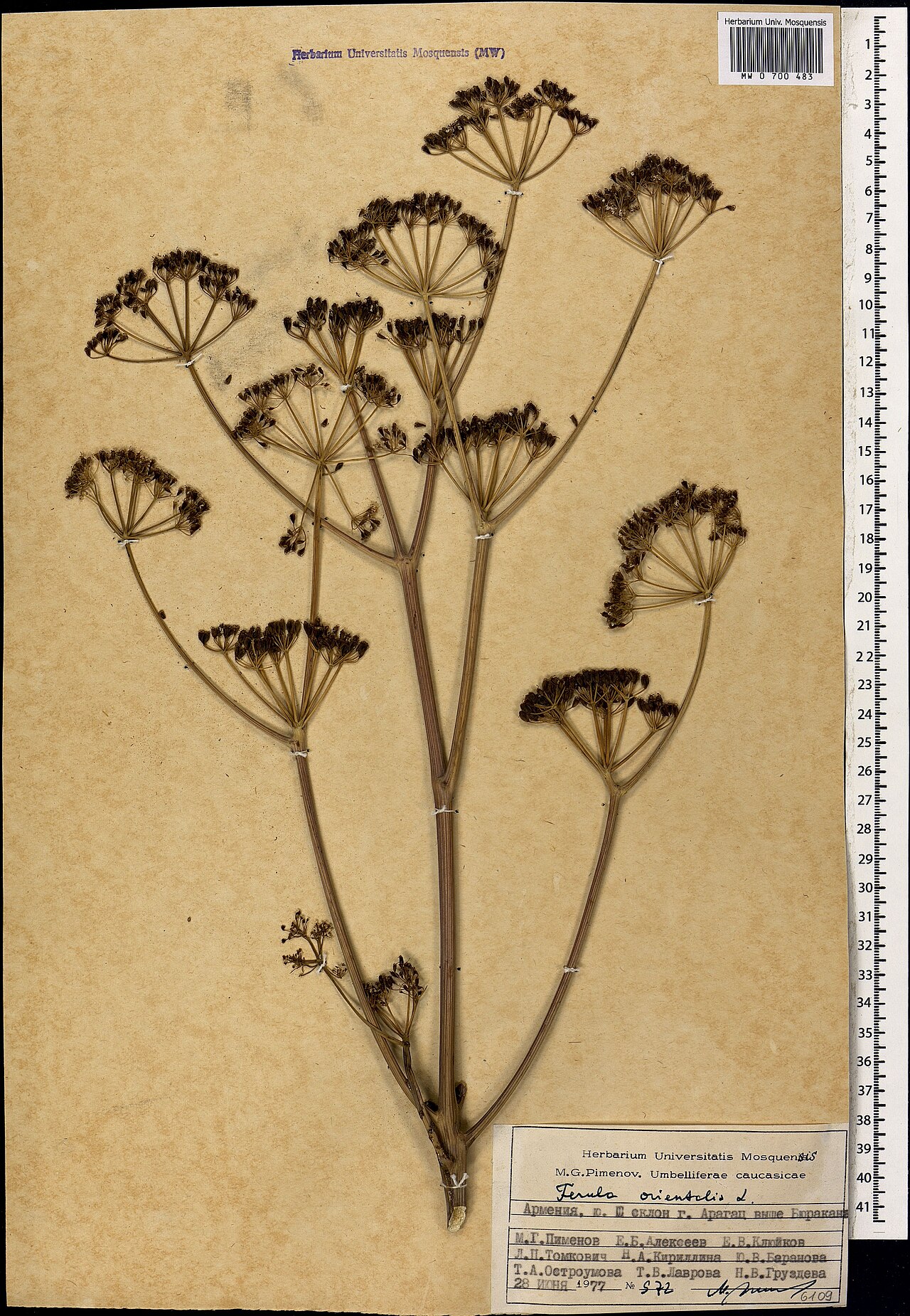 Ferula orientalis: Ferula orientalis — Herbarium specimen from Armenia. Collected by Pimenov M. G. (1977-06-28). Recorded in GBIF occurrence 1697817919 .