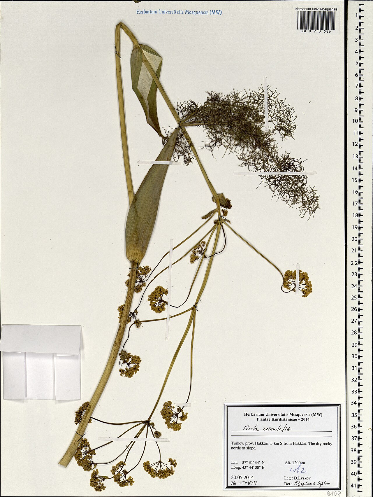 Ferula orientalis: Ferula orientalis — Herbarium specimen from Türkiye. Collected by Lyskov D. (2014-05-30). Recorded in GBIF occurrence 1697870967 .