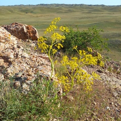 Ferula ovina (Ferula ovina)