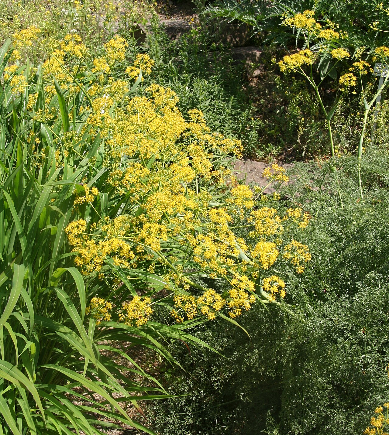 Ferula ovina: Ferula ovina im Botanischen Garten Dresden