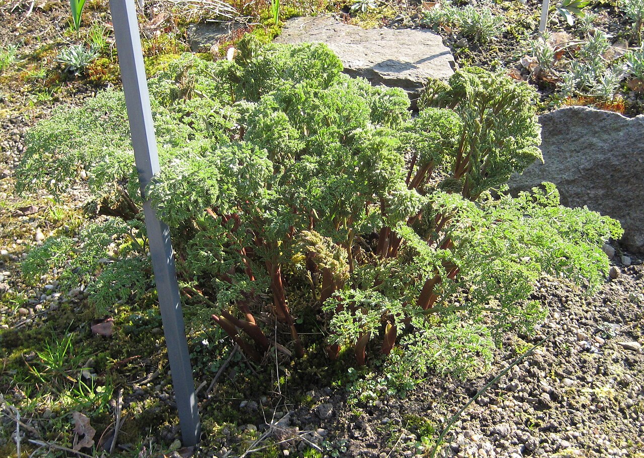 Ferula ovina: Ferula ovina im Botanischen Garten Dresden