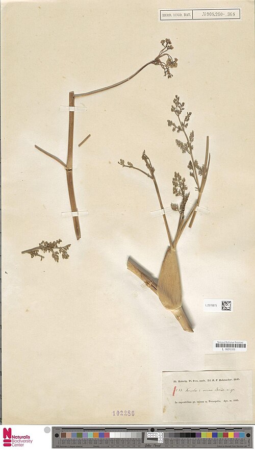 Ferula ovina: Peucedanum ovinum Boiss. (type of) - Ferula ovina (Boiss.) Boiss.