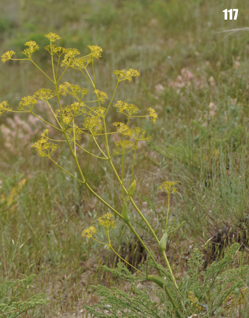 Ferula ovina: Ferula ovina in Tajikistan.