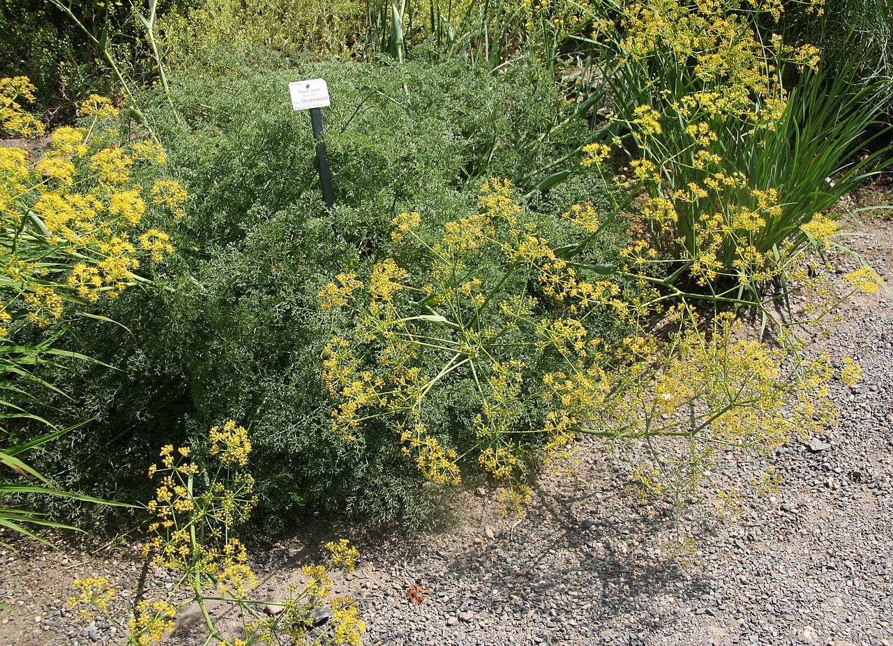 Ferula ovina: Ferula ovina im Botanischen Garten Dresden