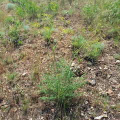 Ferula ovina (Ferula ovina)