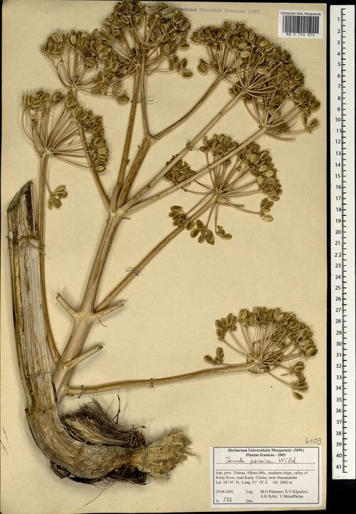 Persian asafoetida: Spécimen d'herbier de Ferula persica collecté en Iran.