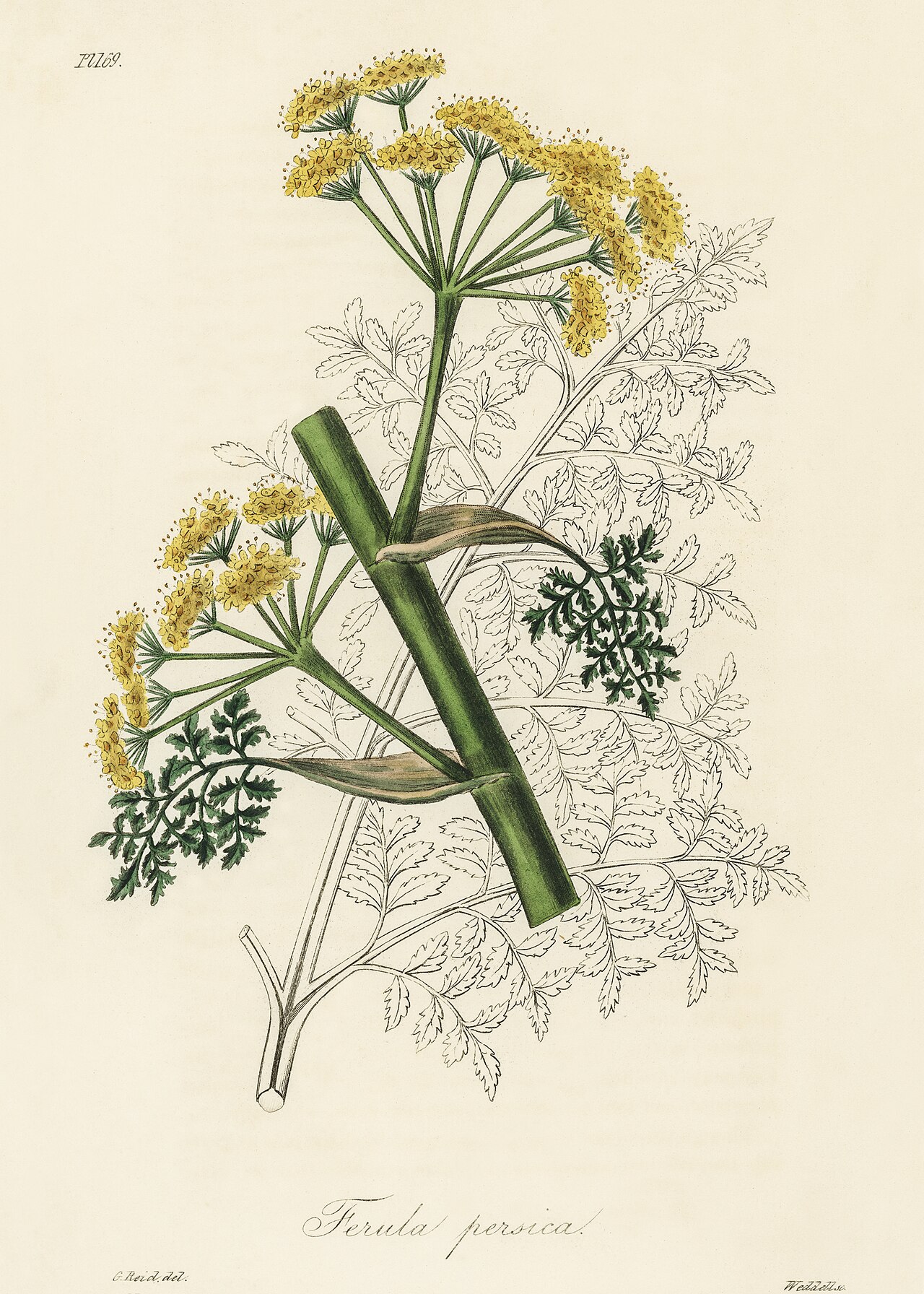 Persian asafoetida: Ferula persica illustration from Medical Botany (1836) by John Stephenson and James Morss Churchill.