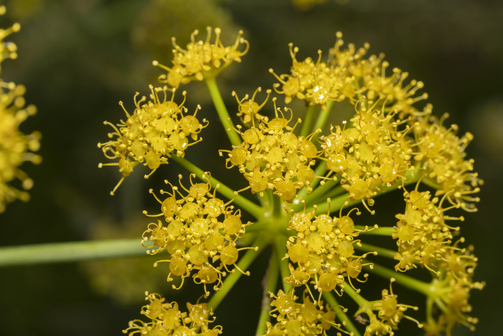 Ferula tingitana (Ferula tingitana)