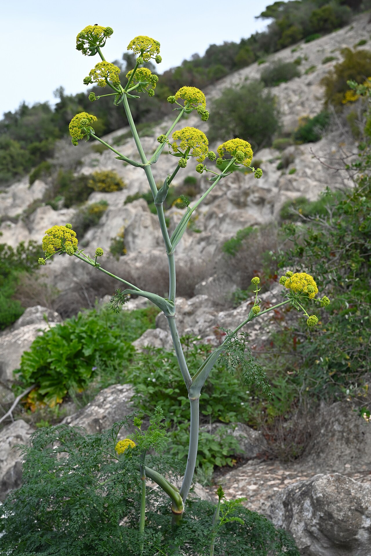 Ferula tingitana: Ferula tingitana in Gibraltar