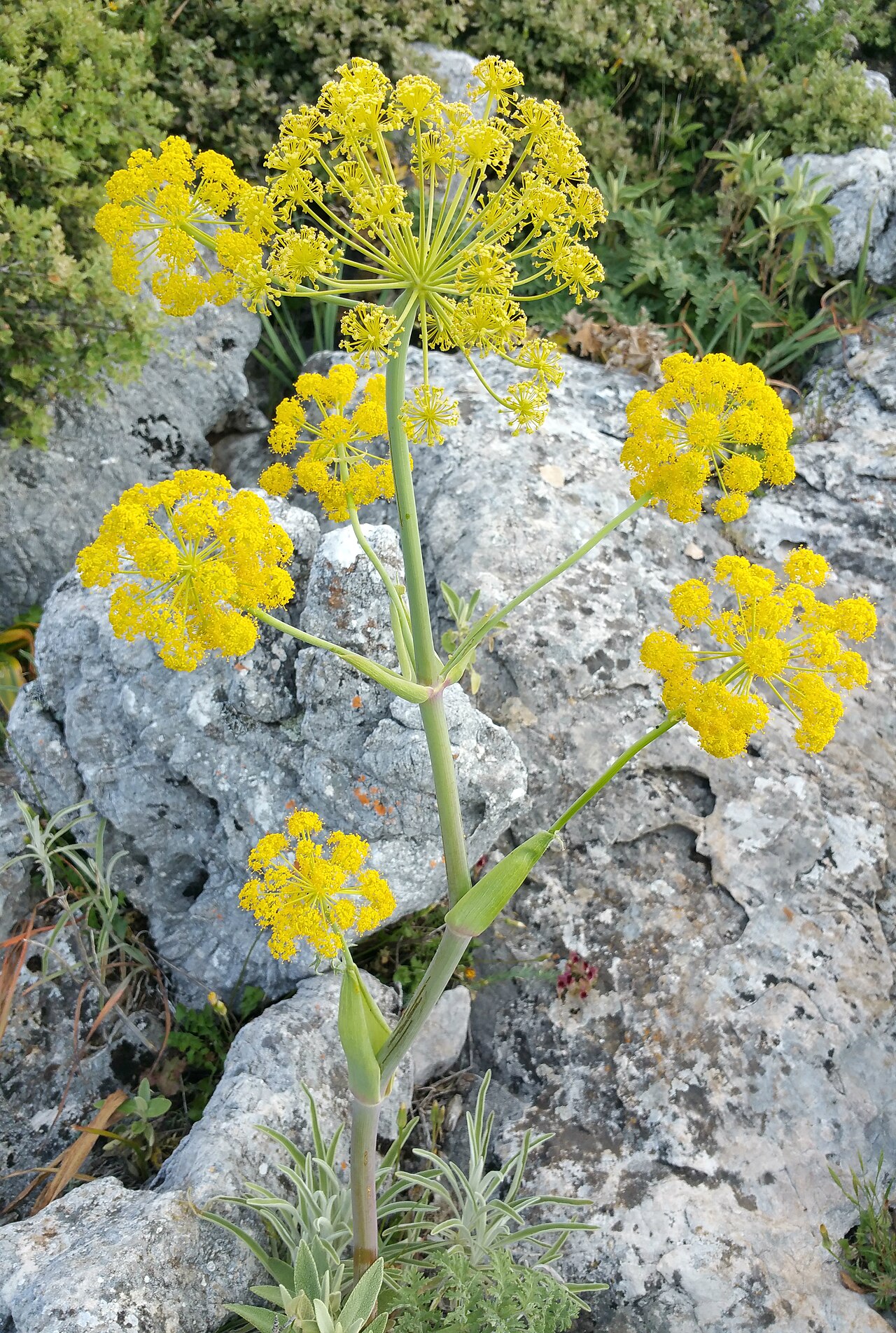 Ferula tingitana: ferula tingitana