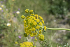 Ferula tingitana (Ferula tingitana)
