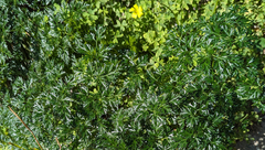 Ferula tingitana (Ferula tingitana)