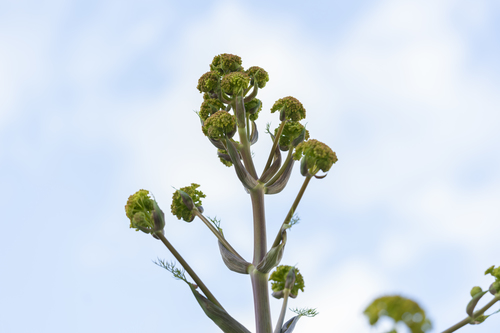 Ferula tingitana (Ferula tingitana)