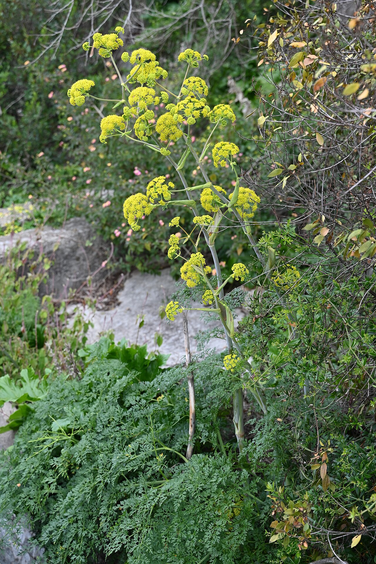 Ferula tingitana: Ferula tingitana in Gibraltar