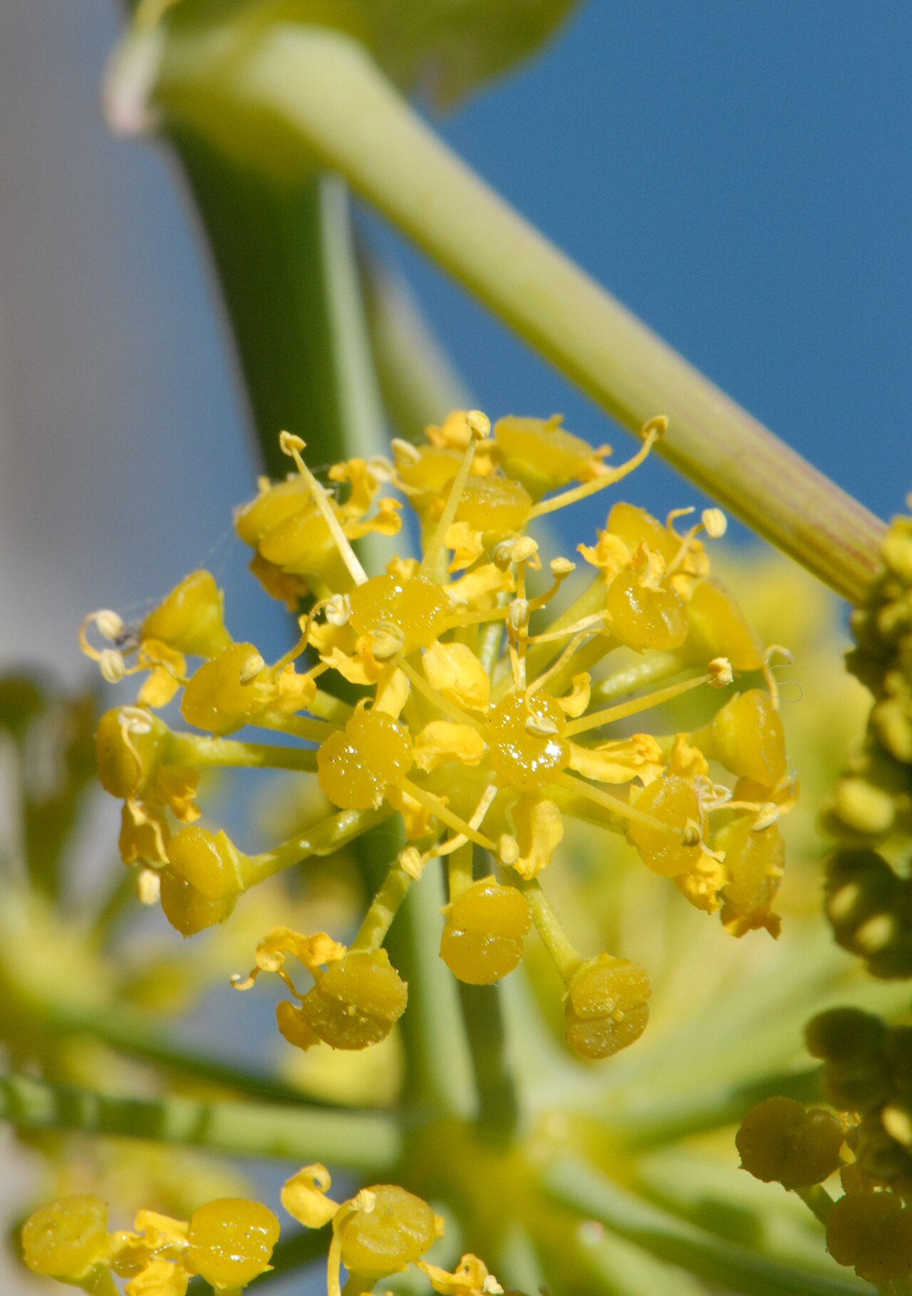 Ferula tingitana: Inflorescence
