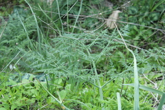 Ferula tingitana (Ferula tingitana)