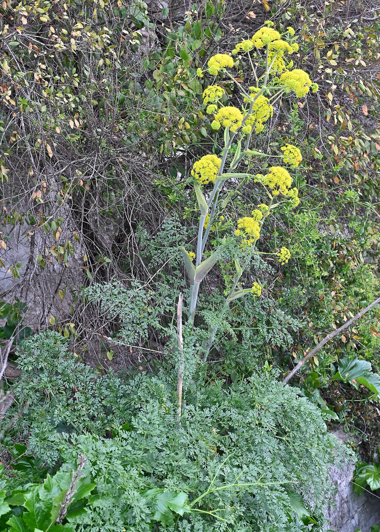 Ferula tingitana: Ferula tingitana in Gibraltar