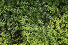Ferula tingitana (Ferula tingitana)