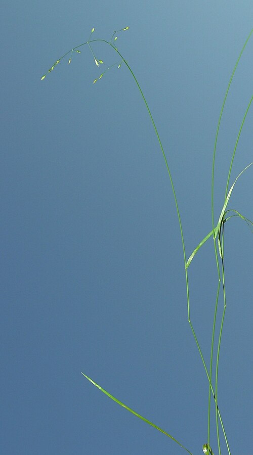 Festuca altissima: Festuca altissima