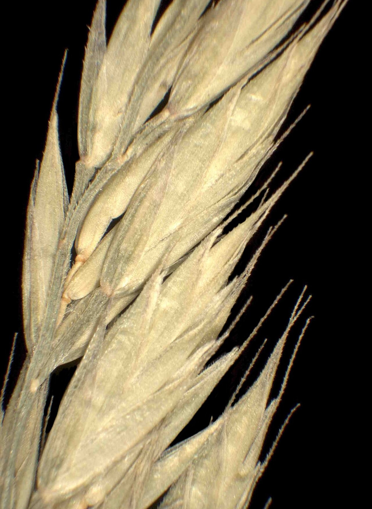 Festuca altissima: Festuca altissima