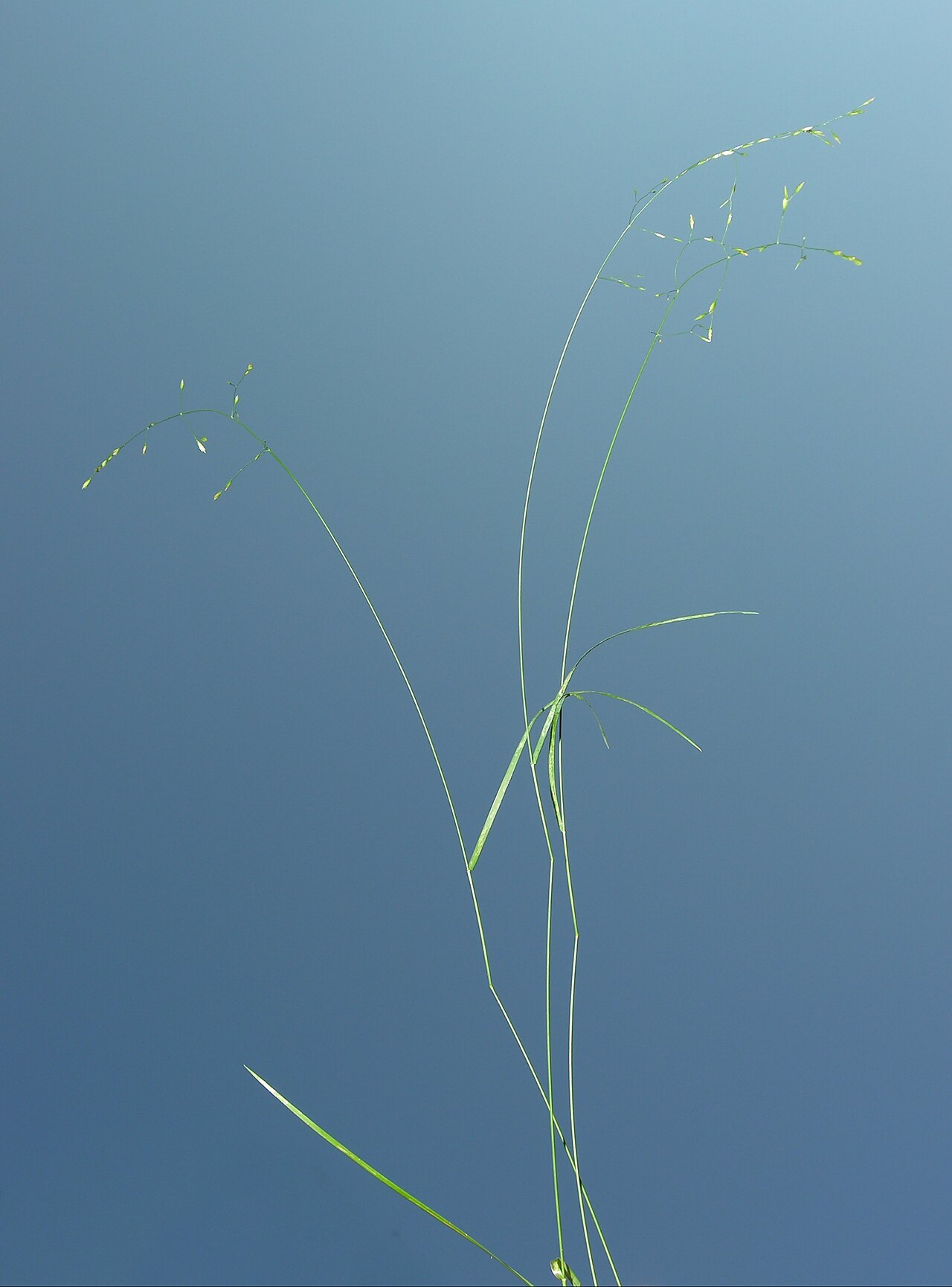Festuca altissima: Festuca altissima