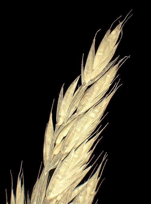 Festuca altissima: Festuca altissima