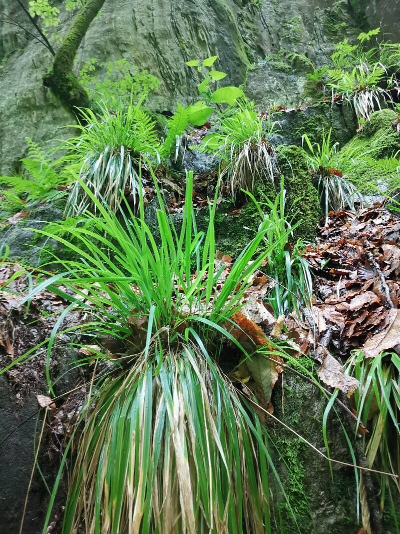 Festuca altissima (Festuca altissima)
