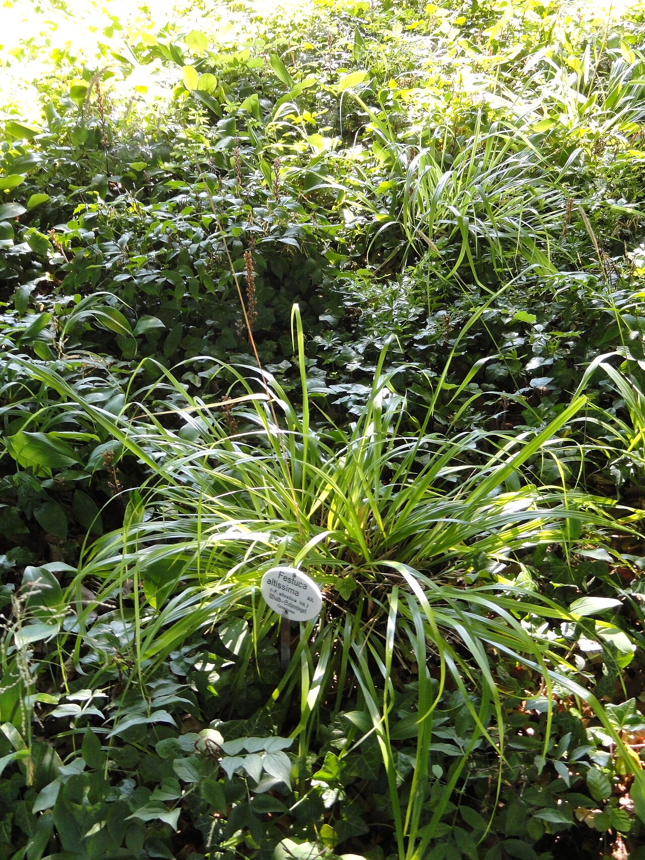 Festuca altissima: Botanical specimen in the Botanischer Garten, Frankfurt am Main, located at Siesmayerstraße 72, Frankfurt am Main, Germany.