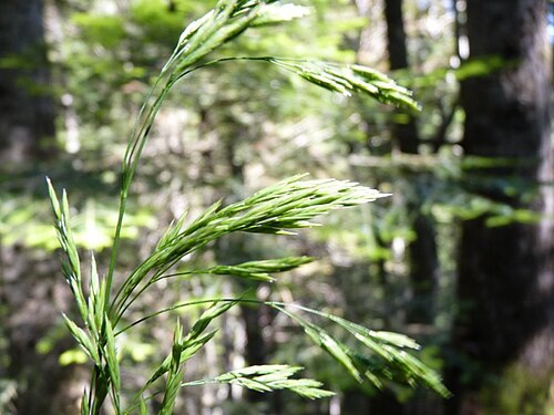 Festuca altissima: Festuca altissima