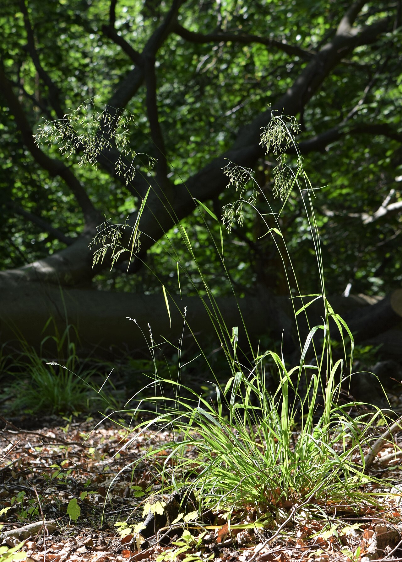 Festuca altissima: Festuca altissima in Kołobrzeg, NW Poland