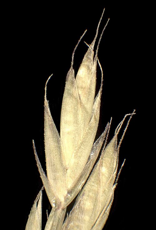 Festuca altissima: Festuca altissima
