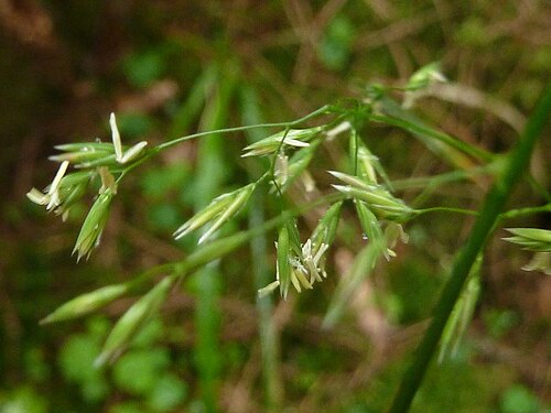 Festuca altissima: Festuca altissima