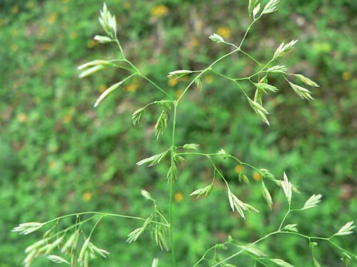 Festuca altissima: Festuca altissima