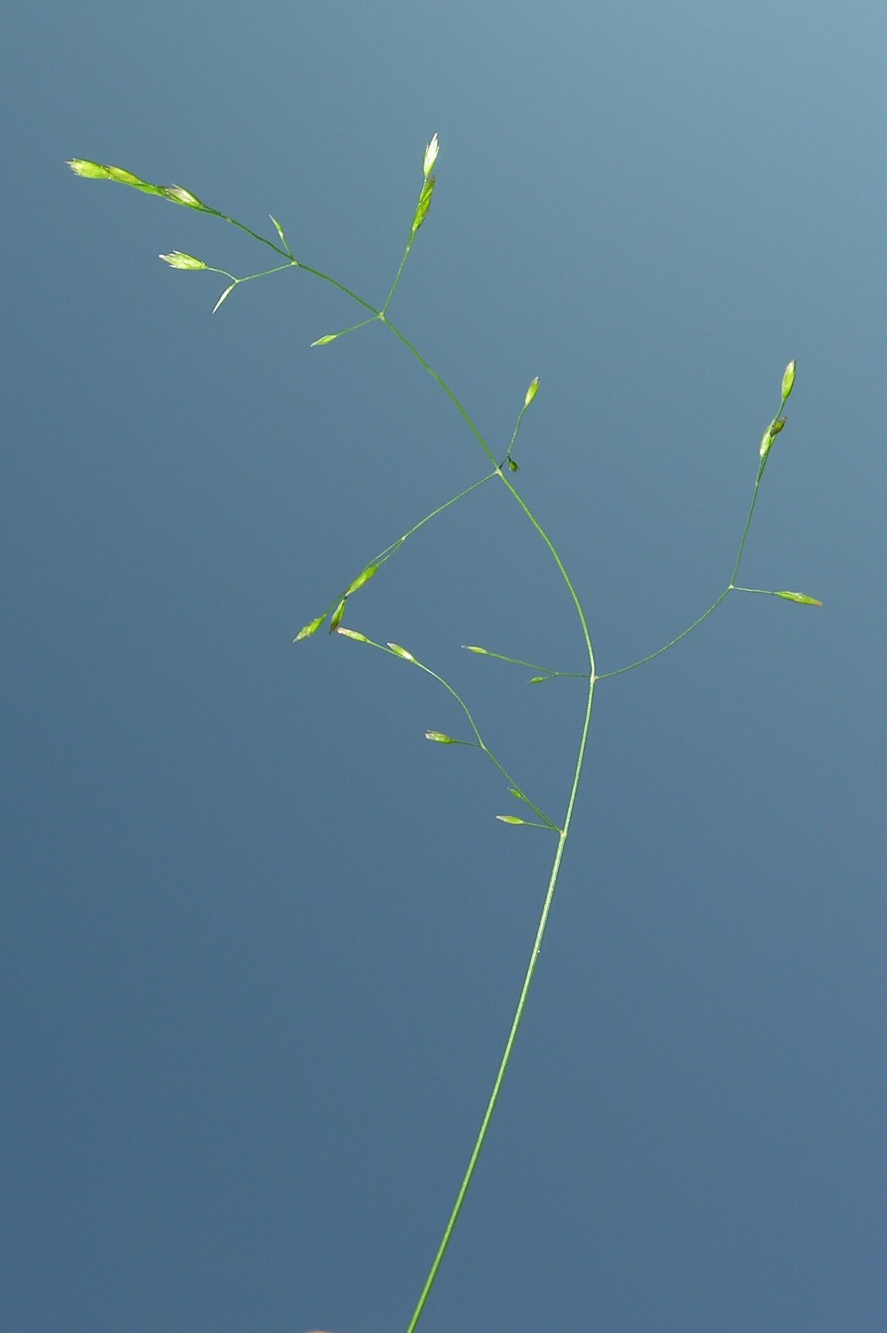 Festuca altissima: Festuca altissima