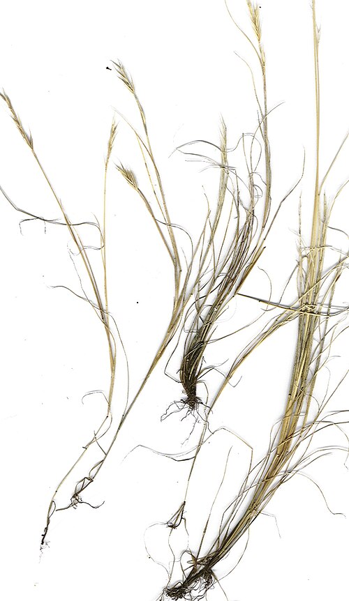 Brome fescue: Vulpia bromoides (plants). Location: Maui, summit, Haleakala National Park