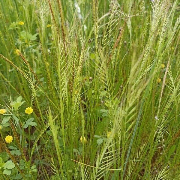 Brome fescue (Festuca bromoides)