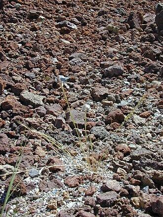 Brome fescue: Vulpia bromoides (habit). Location: Maui, Science City