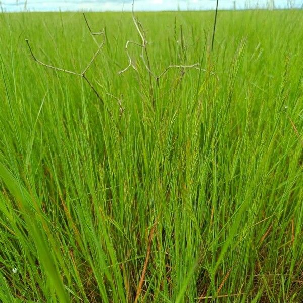 Brome fescue (Festuca bromoides)